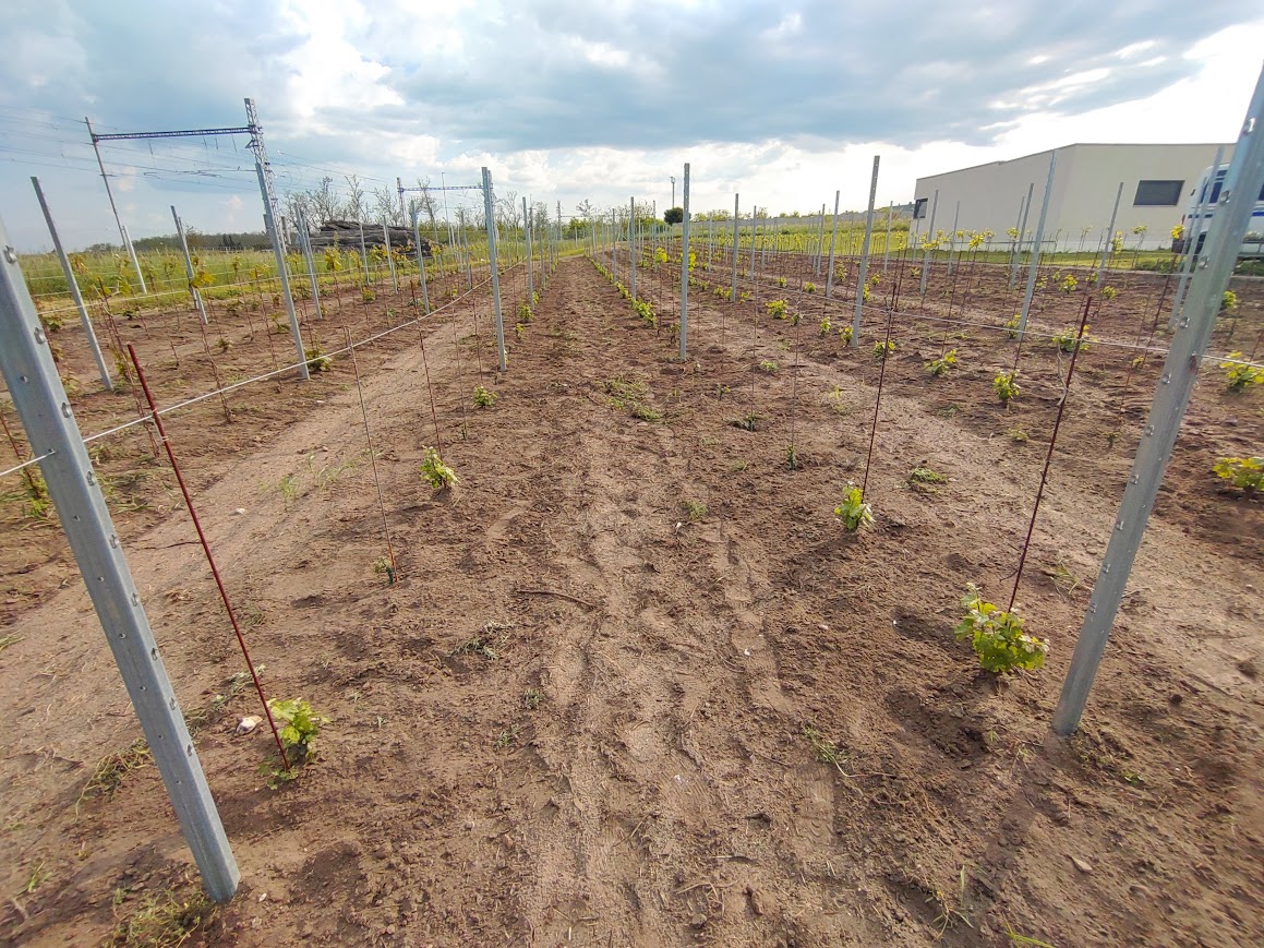 13. vino-rudolf sloupky 2022.1